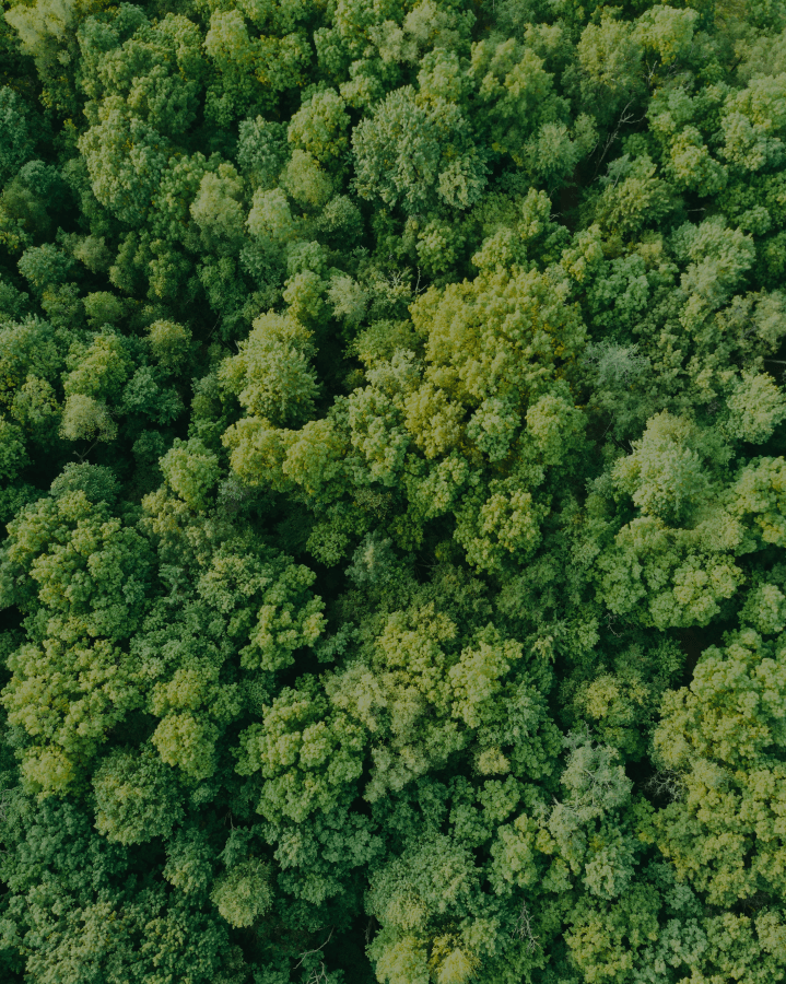 arbres vue en plongé