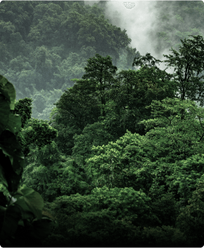 trees protected