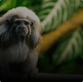 Vue de bas en haut de plantes tropicales dans une jungle