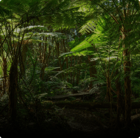 Aerial top down view of fern forest.