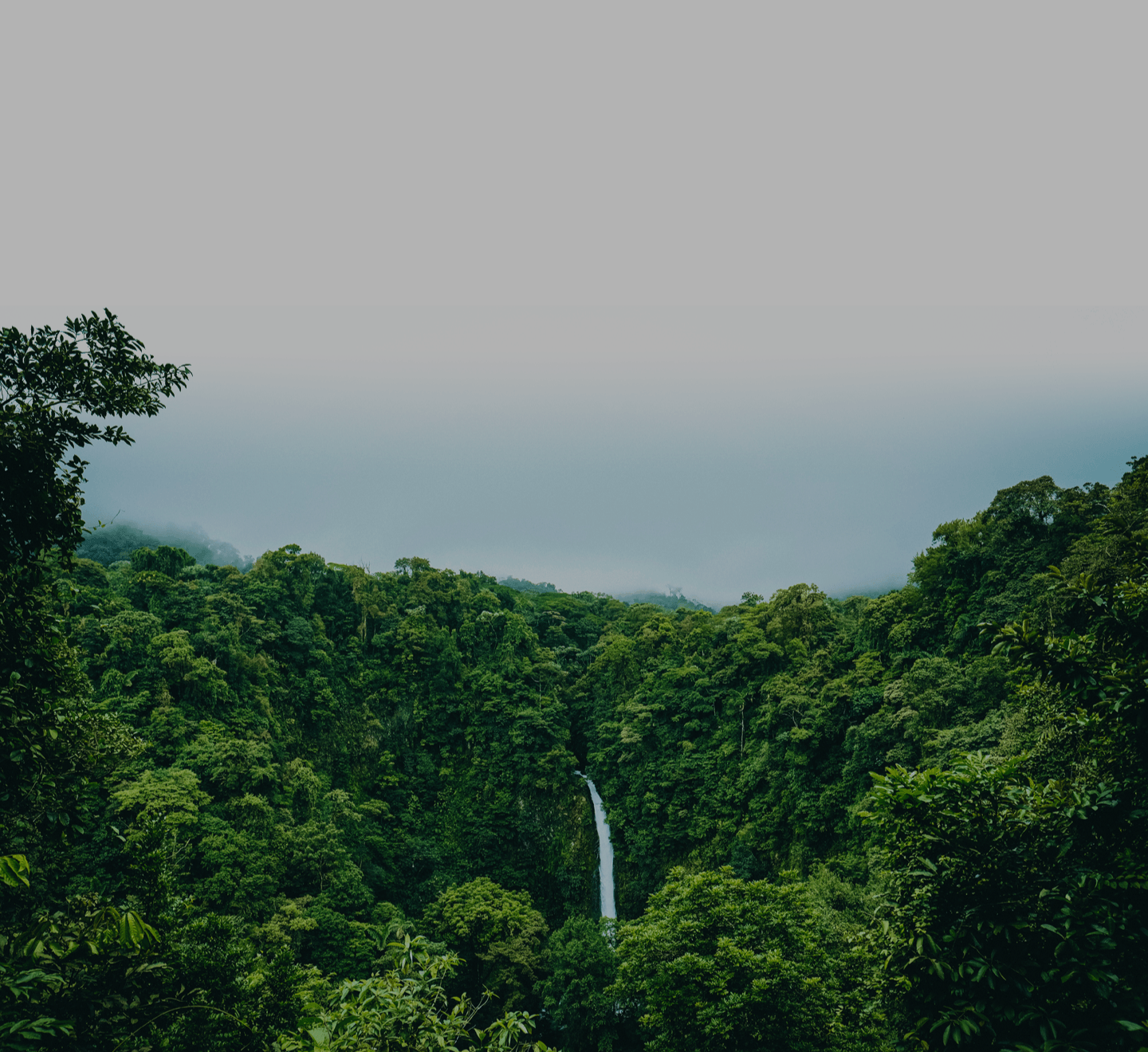 forêt tropicale