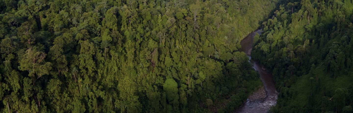 A river winding through the rainforest