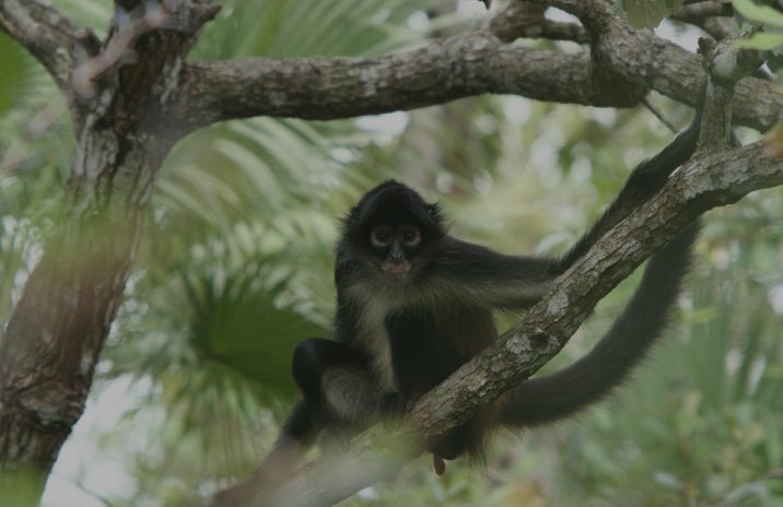 Monkey on a tree