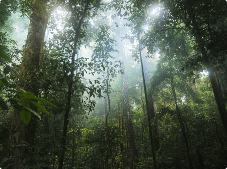forêt tropicale avec de la lumière en plongé
