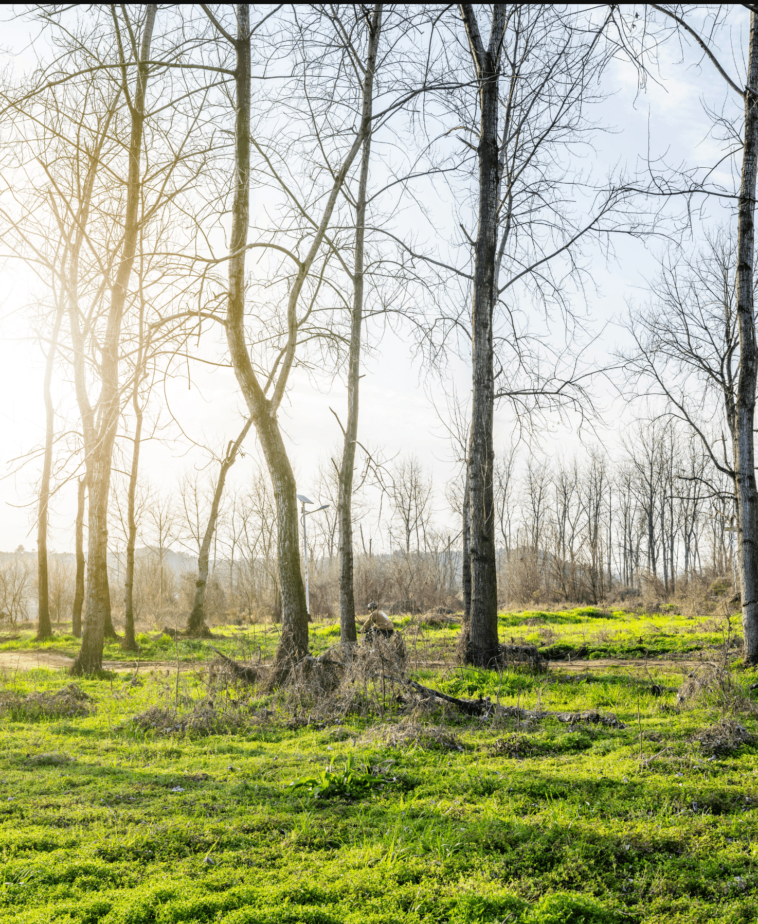 Carbon Removals Project Reforesting Barren Lands project image