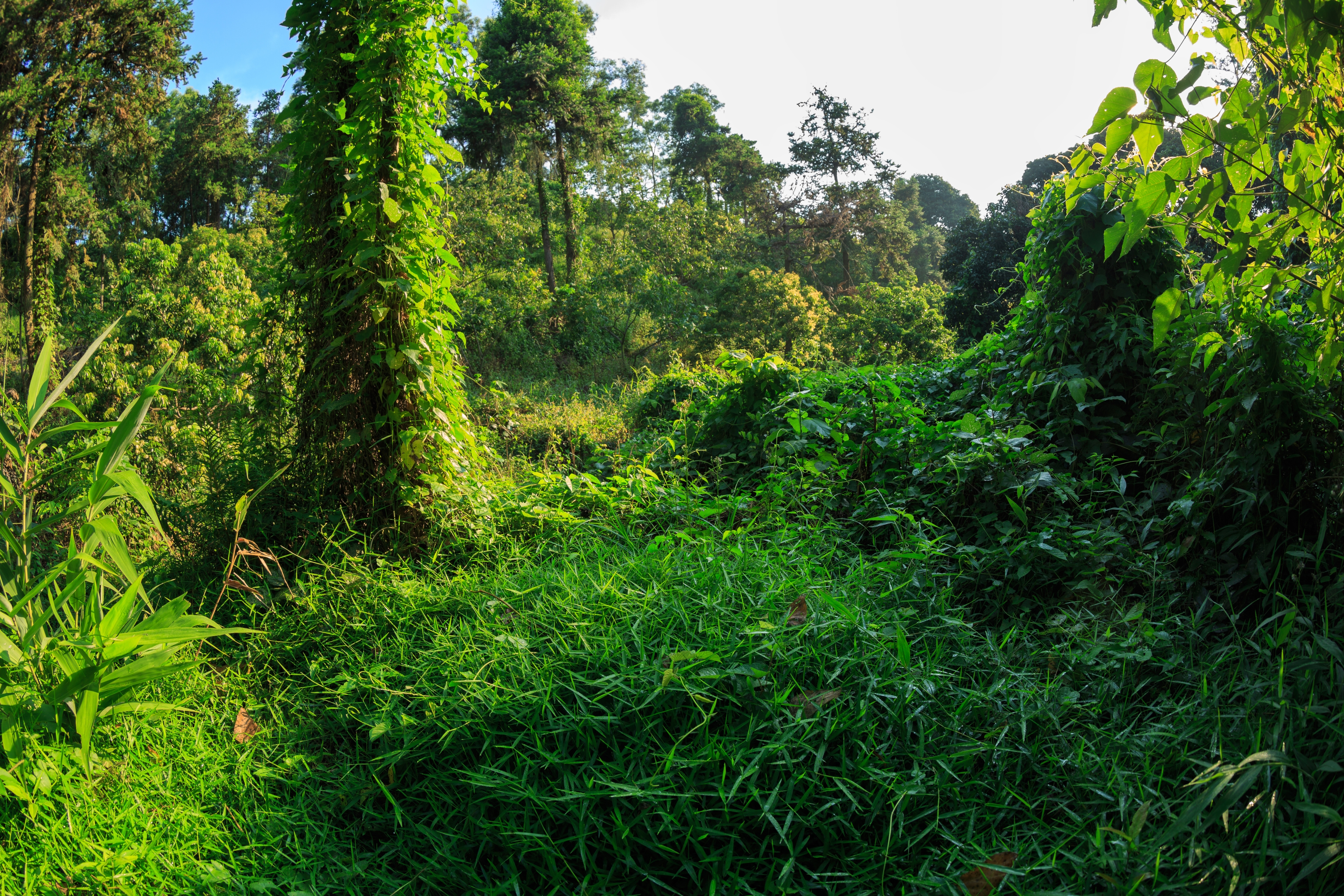 Yunnan Xishuangbanna Improved Forest Management Project project image