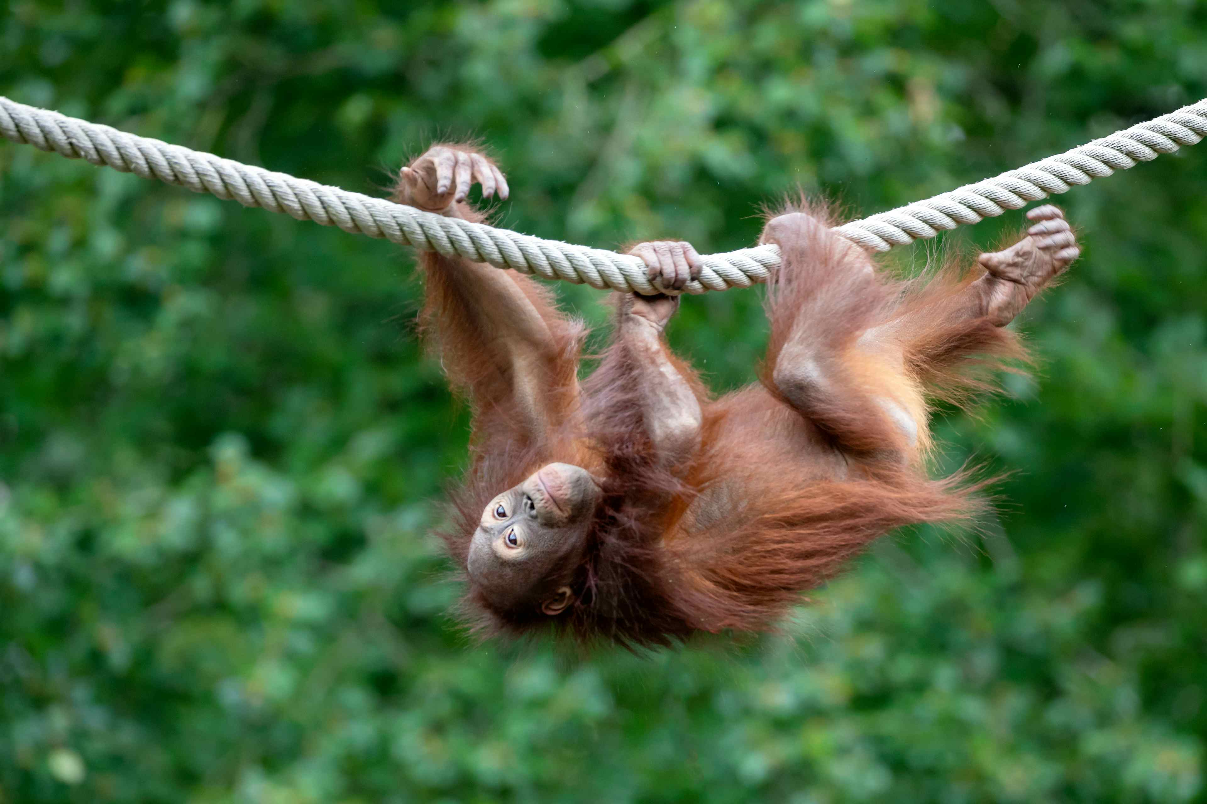 Protecting the rich biodiversity and increasingly scarce wildlife habitat including the endangered Bornean orangutan.