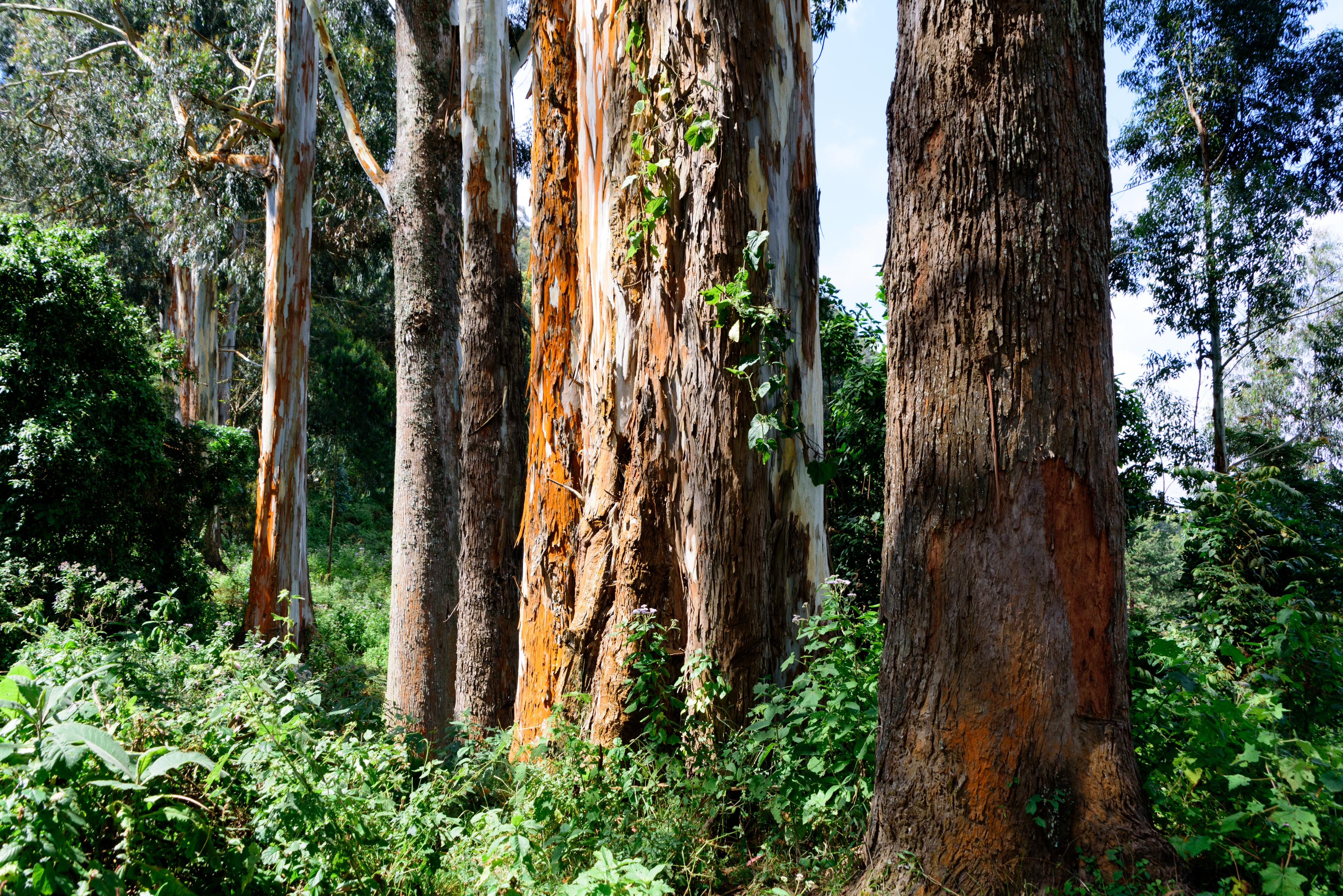 Reforestation of Degraded Grasslands in Uchindile & Mapandaarbon project image